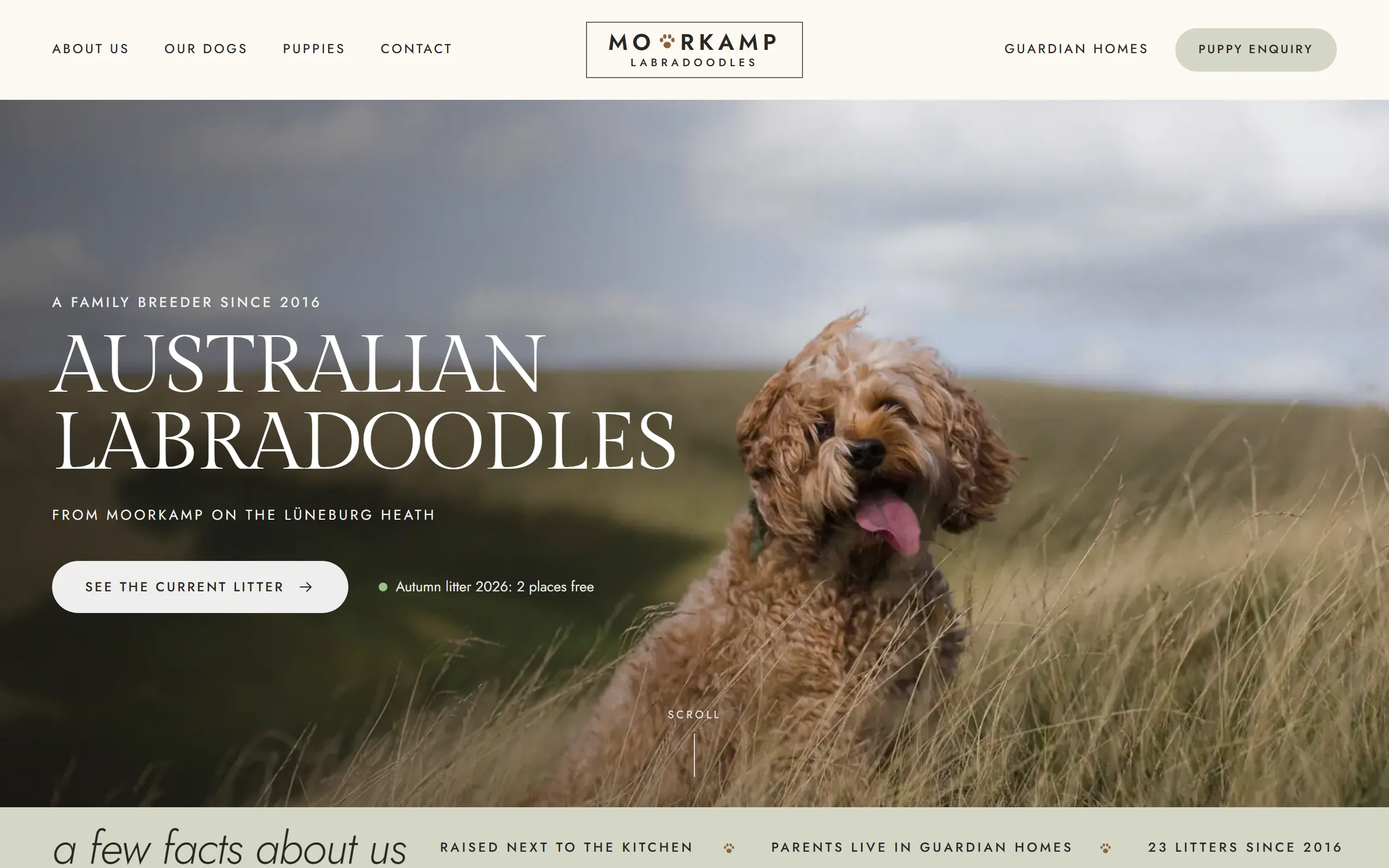 Home page of the Moorkamp template with a dog in flowering heath, a status line for the current litter and a sage fact band