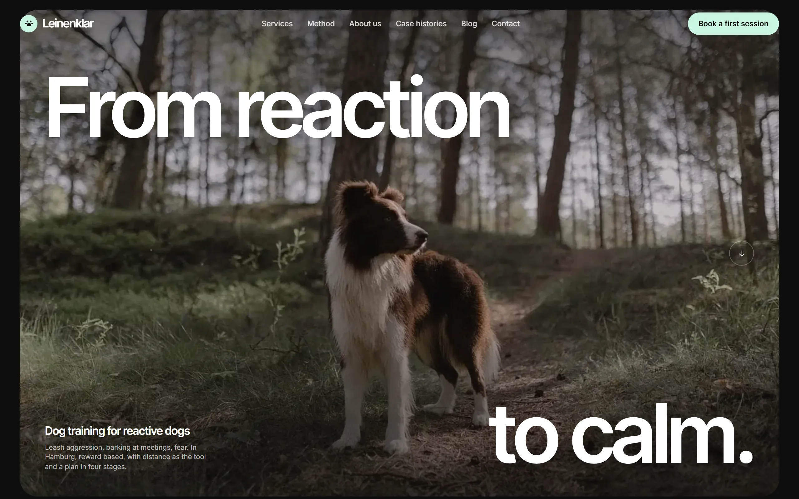 Home page of the Leinenklar template with a border collie in a pine forest and a headline set across two diagonal lines