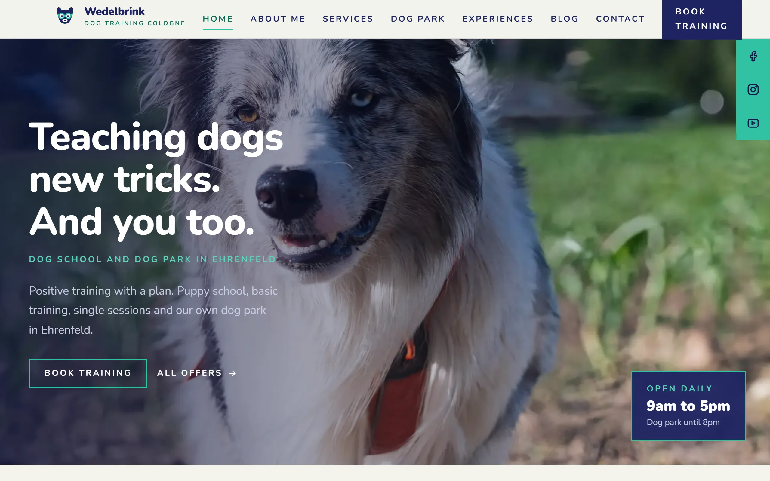 Home page of the Wedelbrink template with a border collie in a sunny field, four figures and the four ways into the site